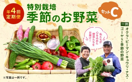 定期便年4回】 特別栽培 季節の お野菜 セット C （1・4・7・10月発送