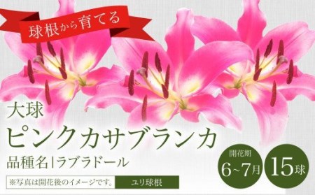 10月上旬発送開始 ユリ 球根 大球 ピンク カサブランカ 15球 花 ガーデニング 宮崎県えびの市 ふるさと納税サイト ふるなび