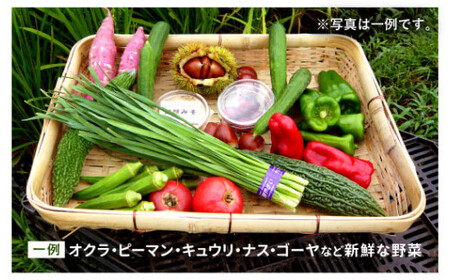 【2024年3月発送分】特別栽培 季節のお野菜セット 12品 おまかせ