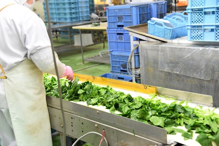 隔月3回定期便【訳あり】小分け冷凍野菜3種詰合せ合計4.2kg(ささがきごぼう 千切りごぼう ほうれん草) 小分け 使い切り 便利