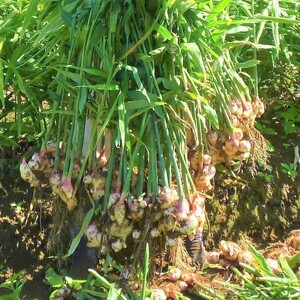 万能おかず生姜 8袋セット（130g×8P） 約1kg 宮崎県産 国産 醤油漬 食べる 刻み きざみ 生姜 ショウガ 調味 薬味 かけるだけ ご飯のお供 ふりかけ 料理 アレンジ 生姜焼き セット パック ぽかぽか 詰め合わせ