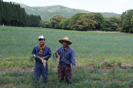 ｼｬｷｼｬｷ！純国産甘らっきょう1.3kg(130g×10)おつまみ 野菜 旬 漬物 おつけもの パック 小分け 便利 常備菜