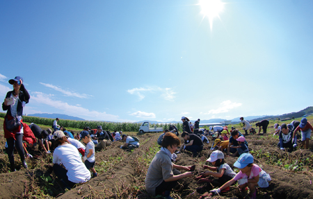 元祖カリカリ飴の大学芋 200g×15袋 合計3kgだいがくいも カリッ 甘い あま～い あまーい デザート スイーツ さつま芋 サツマイモ 芋 お弁当 おやつ お菓子 国産 幸せ ぶつ切り