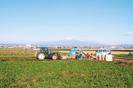 甘熟美腸やきいも 150g×25袋 合計3.75kgだいがくいも カリッ 甘い あま～い あまーい デザート スイーツ さつま芋 サツマイモ 芋 お弁当 おやつ お菓子 国産 ぶつ切り 懐かしい味