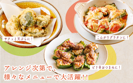 国産黒豚と肉厚な宮崎県産ピーマンを使用 ピーマンの肉詰め2.5kg(500g×5p)TF0741-P00064