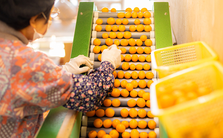 高原町産完熟きんかん『たまたま』L玉（大） 3kg [宮崎県産 金柑 まるかじり お菓子 甘露煮 サラダ] TF0052-P00015