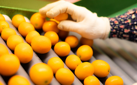 高原町産完熟きんかん『たまたま』L玉（大） 3kg [宮崎県産 金柑 まるかじり お菓子 甘露煮 サラダ] TF0052-P00015