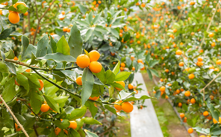 高原町産完熟きんかん『たまたま』L玉（大） 3kg [宮崎県産 金柑 まるかじり お菓子 甘露煮 サラダ] TF0052-P00015