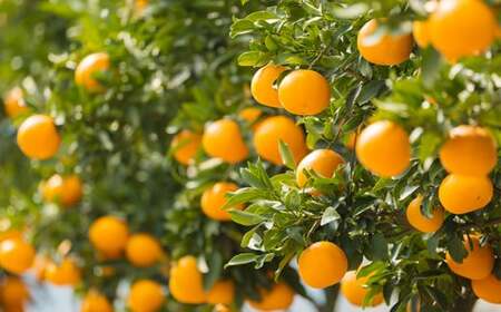 【先行受付・数量限定】柑橘の高級種ブランド 高原町産の柑橘「せとか」ご家庭用 約2kg（大小混合6～8玉） TF0746-P00068