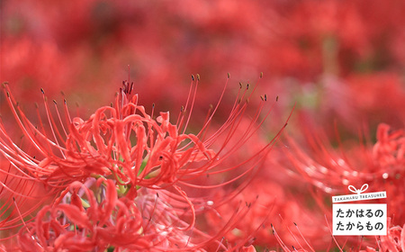 【※返礼品なし】高原町への応援寄附金(2,000円分) TF1002-P00049