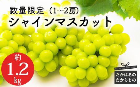 【数量限定・先行受付】久保ぶどう園のシャインマスカット1.2kg（1～2房） 果汁たっぷりの美味しい種なし葡萄 　特番780