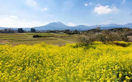 高原町産天然はちみつ1.2kg(600g×2本) 国産の産地直送蜂蜜(2個) TF0364-P00011