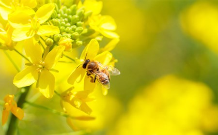 高原町産天然はちみつ1.2kg(600g×2本) 国産の産地直送蜂蜜(2個) [九州産 宮崎県産 斎藤養蜂場 産直 2瓶] 特番364