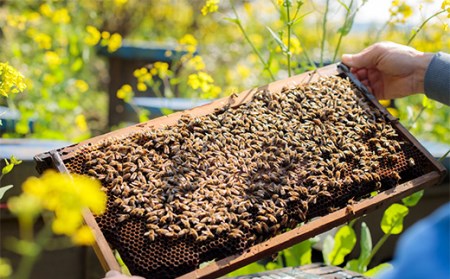 高原町産天然はちみつ1.2kg(600g×2本) 国産の産地直送蜂蜜(2個) [九州産 宮崎県産 斎藤養蜂場 産直 2瓶] 特番364