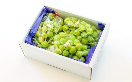 【数量限定・先行受付】久保ぶどう園の大粒シャインマスカット約2kg (3~4房) 果汁たっぷりの美味しい種なし葡萄 TF0394-P00005