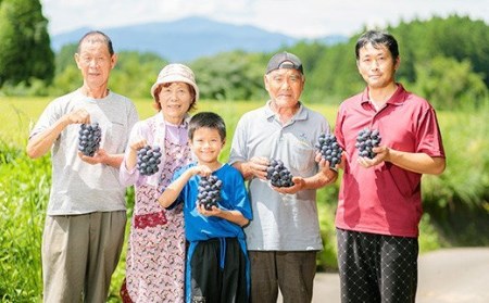 【数量限定・先行受付】久保ぶどう園の大粒シャインマスカット約2kg (3~4房) 果汁たっぷりの美味しい種なし葡萄 TF0394-P00005