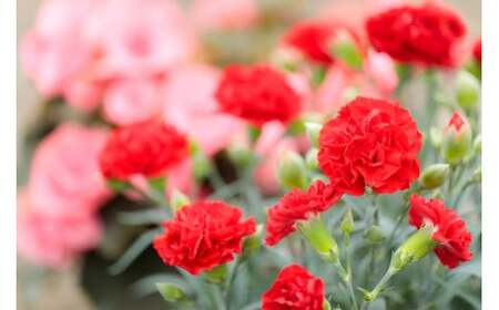 【先行受付：令和8年5月10日の母の日】 高原町のカーネーション＆エラチオールベゴニア 母の日直前にお届け TF0375-P00024