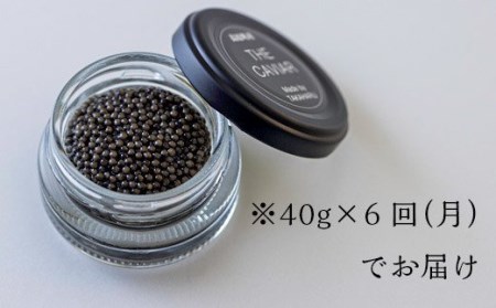 【定期便 6ヶ月】THE・CAVIAR(ザ・キャビア)40g TF0493-P00066