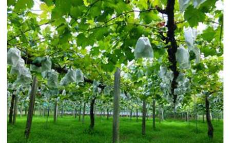 【数量限定・先行受付】久保ぶどう園のニューピオーネ約2kg(3～4房) 果汁たっぷりの美味しい大粒の葡萄 TF0273-P00005