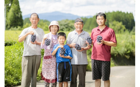 【数量限定・先行受付】久保ぶどう園のニューピオーネ約2kg(3～4房) 果汁たっぷりの美味しい大粒の葡萄 TF0273-P00005
