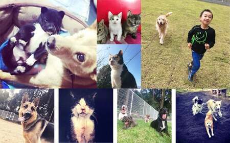 【返礼品なし】【犬猫等愛護活動 犬と猫と人にとって住みよい社会づくりを応援】宮崎県 高原町 特定非営利活動法人 咲桃虎(さくもんと)　TF3015-P00056