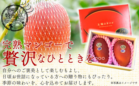 【先行予約 2026年発送】＜宮崎県産完熟マンゴー 太陽のタマゴ 3L 合計2玉＞入金確認後、2026年5月初旬～7月末迄に順次出荷【選べる 大きさ サイズ 国産 かんじゅく とろける 果物 果実 フルーツ 南国 芳醇 甘い 旬 濃厚 贈り物 プレゼント（株）ワールドワイドトレード 宮崎県 国富町】【 b0958_ww】