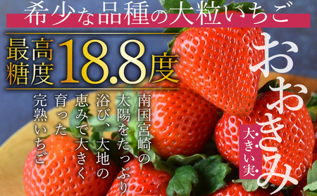 ＜高級いちご「おおきみ」（9～12粒×2パック 合計約760g以上）化粧箱入り＞2025年1月上旬～4月末迄に順次出荷【 いちご イチゴ 苺 先行予約 甘い 大きい 果物 フルーツ 季節物 】【a0284_sn_x1】