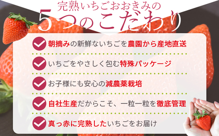 ＜高級いちご「おおきみ」（9～12粒×2パック 合計約760g以上）化粧箱入り＞2025年1月上旬～4月末迄に順次出荷【 いちご イチゴ 苺 先行予約 甘い 大きい 果物 フルーツ 季節物 】【a0284_sn_x1】