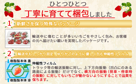 ＜高級いちご「おおきみ」（9～12粒×2パック 合計約760g以上）化粧箱入り＞2025年1月上旬～4月末迄に順次出荷【 いちご イチゴ 苺 先行予約 甘い 大きい 果物 フルーツ 季節物 】【a0284_sn_x1】