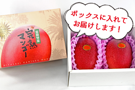 数量限定【2026年発送】＜宮崎県産 完熟マンゴー A等級 2Lサイズ×2玉（合計約700g）＞2026年4月上旬～6月末迄に順次出荷【b0477_ja】