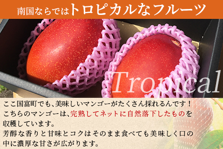 期間限定! <宮崎特産!国富町産の完熟マンゴー 2玉(2L×2玉)>2026年3月下旬~6月下旬迄に順次出荷【a0594_as】