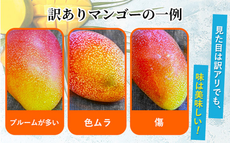 訳あり】完熟マンゴー 2L×5玉（パック）/ 先行予約 宮崎県産