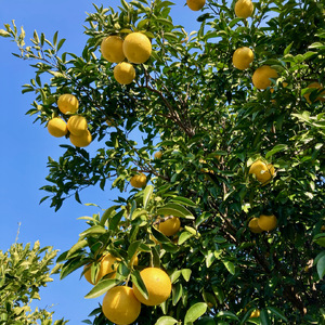 ピールチョコ（綾日向夏ミルク）白砂糖不使用♪（0021-059）