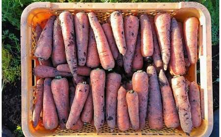 【有機JAS】 ジュースに最適！たっぷりにんじん10kg！（訳ありふぞろい規格）