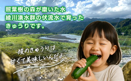 綾川の恵み「フレッシュ胡瓜(きゅうり)」5kg