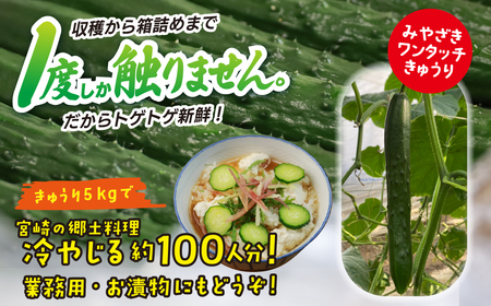綾川の恵み「フレッシュ胡瓜(きゅうり)」5kg