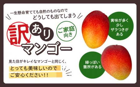 【訳あり】完熟マンゴー 2L×2玉（パック）濃厚 宮崎 果物 フルーツ 贈答 ギフト 甘い 先行受付 送料無料