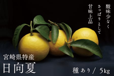 初春の旬「日向夏」種あり5kg【先行受付】日向夏 種あり 5kg 先行受付  ニューサマーオレンジ 柑橘 みかん ギフト 贈答