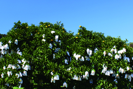 【先行予約/期間限定】初春の旬「日向夏」種なし 2.5kg / 宮崎県産 綾町産 日向夏 種無し 柑橘 日向夏 プレゼント ギフト 贈答 果物 フルーツ 日向夏