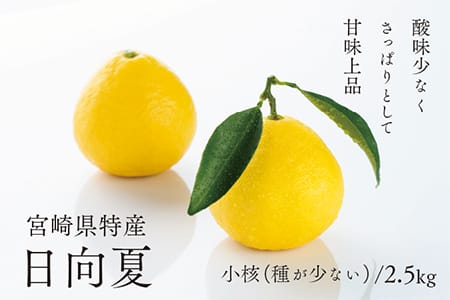 【先行予約/期間限定】初春の旬「日向夏」種が少ない 2.5kg / 宮崎県産 綾町産 日向夏 種少なめ 柑橘 日向夏 プレゼント ギフト 贈答 果物 フルーツ 日向夏