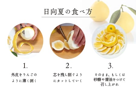 【先行予約/期間限定】初春の旬「日向夏」種が少ない 2.5kg / 宮崎県産 綾町産 日向夏 種少なめ 柑橘 日向夏 プレゼント ギフト 贈答 果物 フルーツ 日向夏