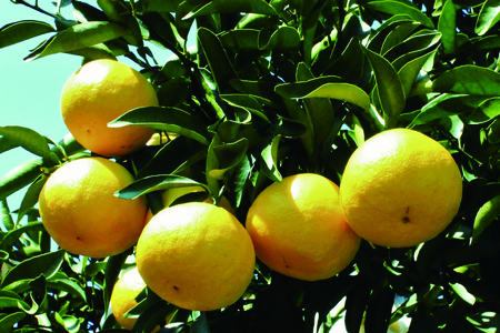 【先行予約/期間限定】初春の旬「日向夏」種が少ない 2.5kg / 宮崎県産 綾町産 日向夏 種少なめ 柑橘 日向夏 プレゼント ギフト 贈答 果物 フルーツ 日向夏