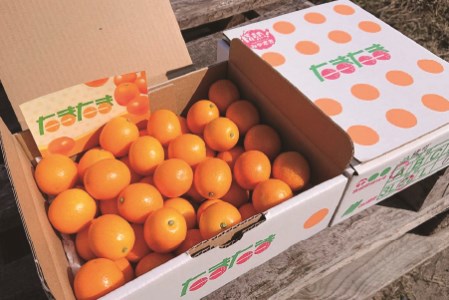 完熟 きんかん たまたま 2kg 宮崎 皮ごと 果物 フルーツ 先行受付 予約 金柑 ギフト 贈答 送料無料