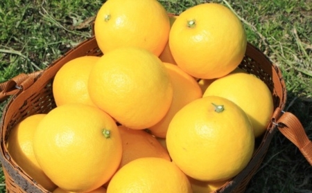 綾の日向夏ドリンク「綾夏ちゃん果汁30%」【缶24本入】