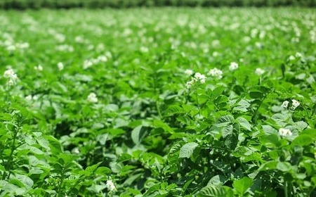 【有機JAS認証】無農薬有機じゃがいも 5kg!【綾町 有機 JAS 無農薬 じゃがいも 5kg セット 採れたて 美味しい 直送 ニシユタカ】