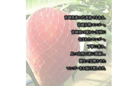 【先行予約】＜宮崎県産 完熟マンゴー (3Lサイズ×2個)＞2026年4月上旬～9月上旬迄に順次出荷【c594_my_x6】果物 フルーツ マンゴー くだもの 特産品 完熟 国産 宮崎県 高鍋町