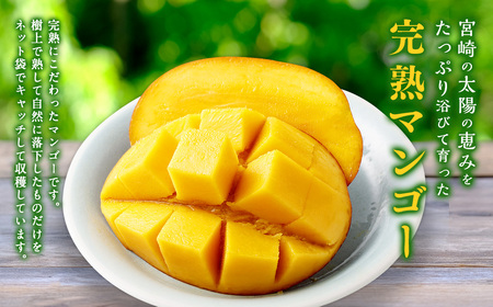 ＜宮崎県産完熟マンゴー 4L×1玉（510g以上）＞2026年4月中旬～7月下旬までに順次出荷【c1129_mm_x2】