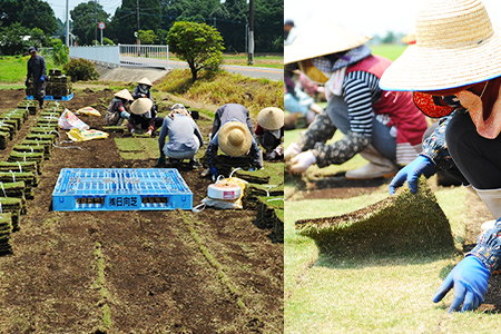 ＜姫高麗芝 2平方メートル＞2か月以内に順次出荷【c620_hg_x2】