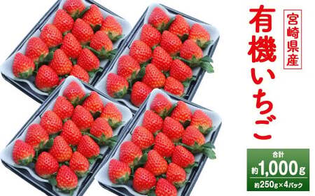 <宮崎県産 有機いちご 約1kg(約250g×4パック)>2026年1月下旬~3月上旬迄に順次出荷 フルーツ 果物 くだもの いちご イチゴ 苺 冷蔵 有機栽培 さがほのか あまおとめ