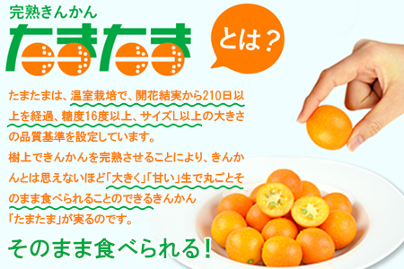 ＜“厳選”完熟きんかん「たまたま」2L×3kg 1箱＞2025年1月下旬～2月下旬迄に順次出荷【c274_mm_x6】 金柑 柑橘 果物